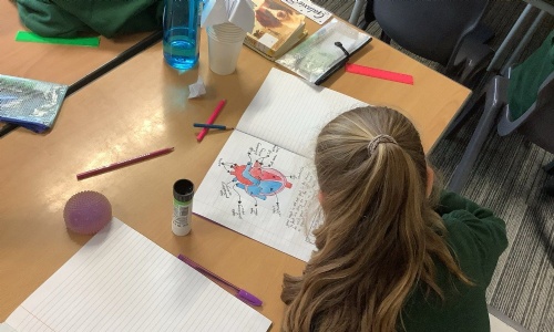 A labelled diagram of the human heart in a Spruce Class book